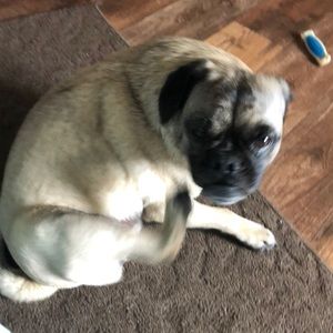 Meet your Posher, Philip